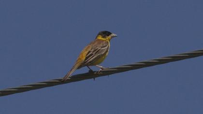 Black-headed Bunting