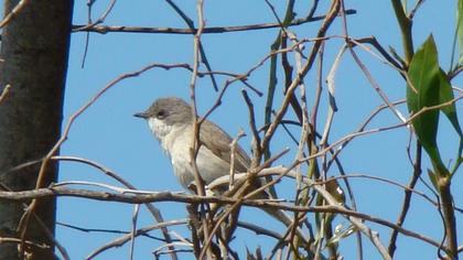 Küçük akgerdanlı ötleğen