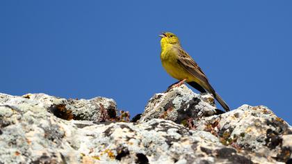 Cinereous Bunting