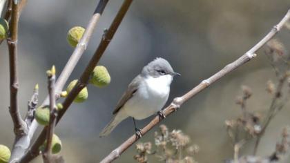 Küçük akgerdanlı ötleğen