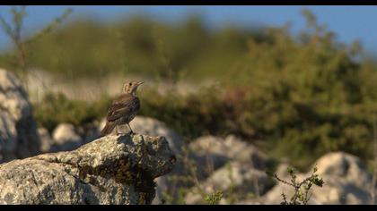 Mistle Thrush