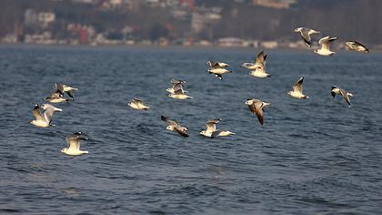 Küçük gümüş martı