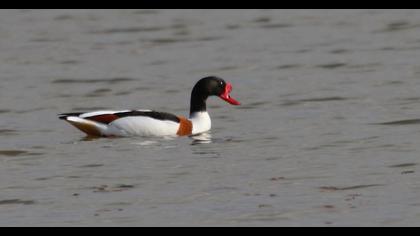 Common Shelduck