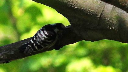 Küçük ağaçkakan