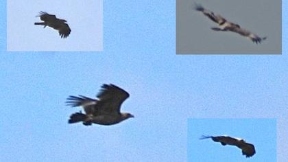 Eastern Imperial Eagle