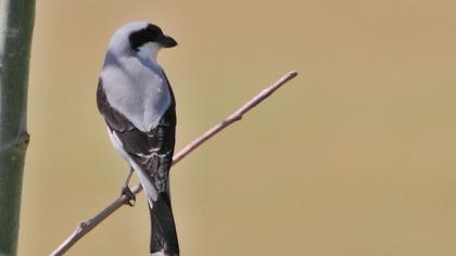 Karaalınlı örümcekkuşu