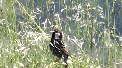 Spanish Sparrow