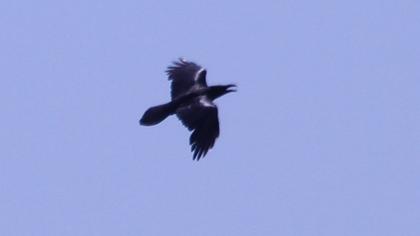 Northern Raven