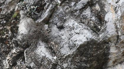 Duvar tırmaşıkkuşu