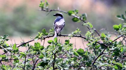 Karaalınlı örümcekkuşu