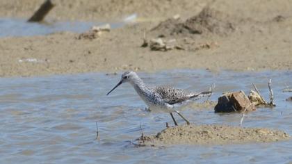 Bataklık düdükçünü