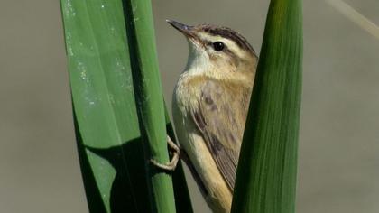 Kındıra kamışçını