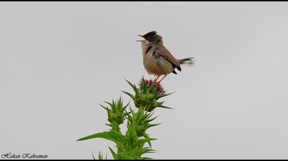 Pembegöğüslü ötleğen