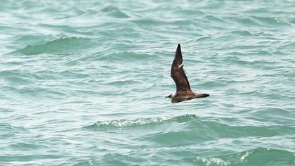 Uzunkuyruklu korsanmartı