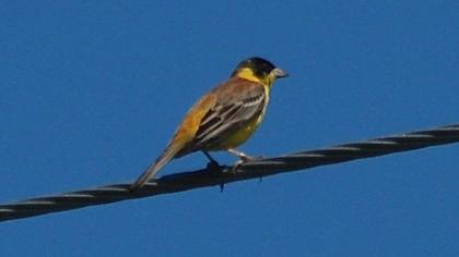 Karabaşlı kirazkuşu