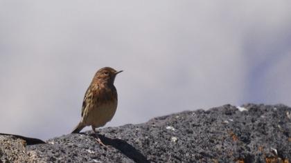 Kızılgerdanlı incirkuşu