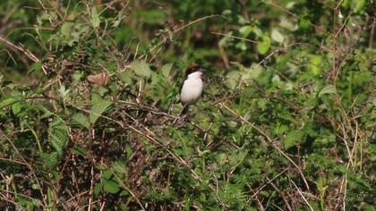 Kızılbaşlı örümcekkuşu