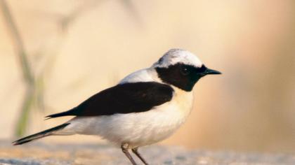 Karakulaklı kuyrukkakan