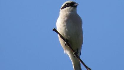 Kızılsırtlı örümcekkuşu