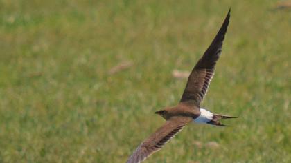 Bataklıkkırlangıcı