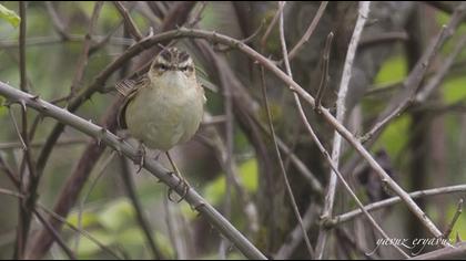 Kındıra kamışçını