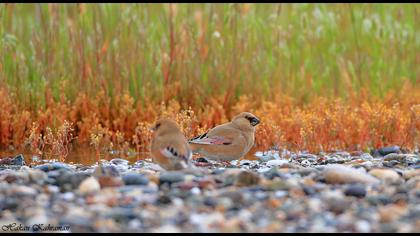 Desert Finch