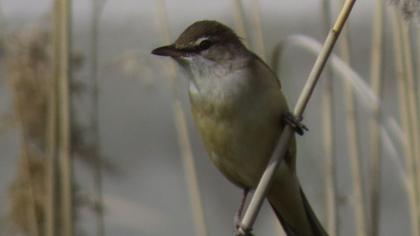 Büyük kamışçın