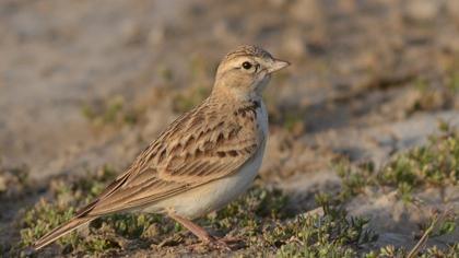 Greater Short-toed Lark