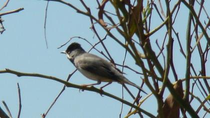 Karaboğazlı ötleğen
