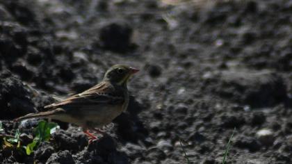 Ortolan Bunting