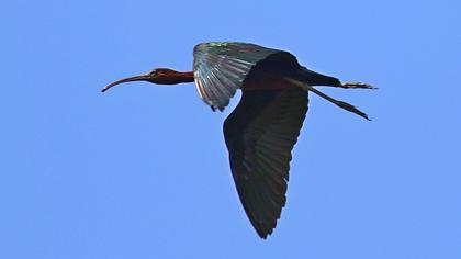 Glossy Ibis