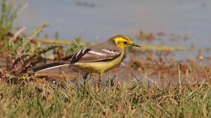 Sarıbaşlı kuyruksallayan