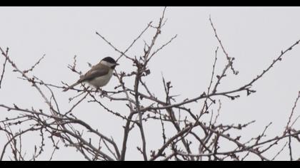 Akyanaklı baştankara