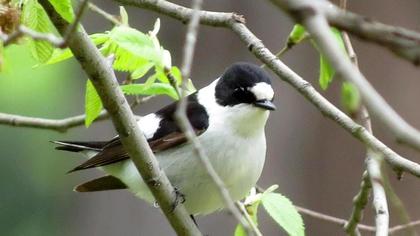 Collared Flycatcher