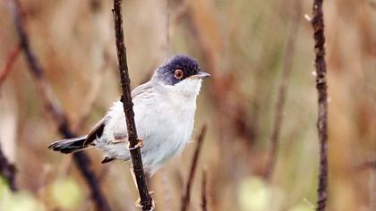 Pembegöğüslü ötleğen