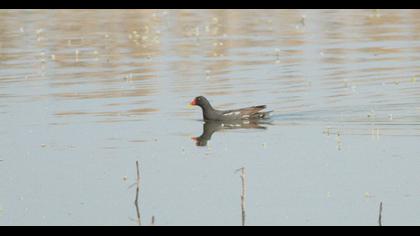 Common Moorhen
