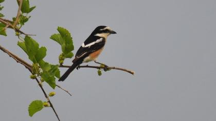 Maskeli örümcekkuşu