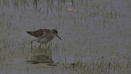 Wood Sandpiper