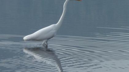 Büyük ak balıkçıl