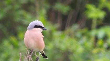 Kızılsırtlı örümcekkuşu