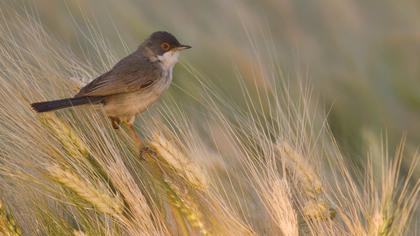 Pembegöğüslü ötleğen