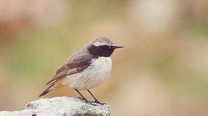 Kızılca kuyrukkakan