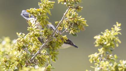 Eastern Orphean Warbler
