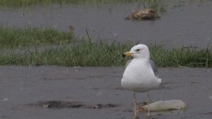 Van gölü martısı