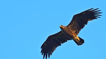 Küçük orman kartalı