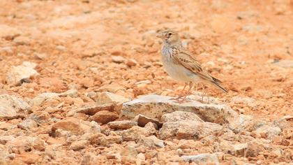 Türkistan çorak toygarı