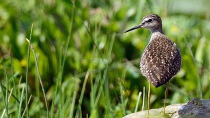 Wood Sandpiper