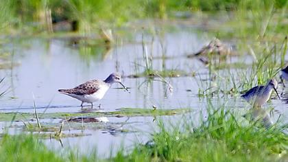 Bataklık düdükçünü