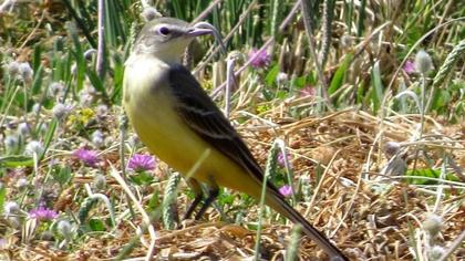 Sarı kuyruksallayan