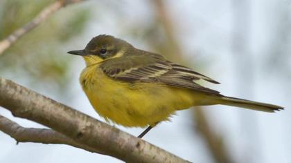 Sarı kuyruksallayan
